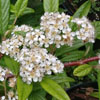 Cotoneaster floccosus